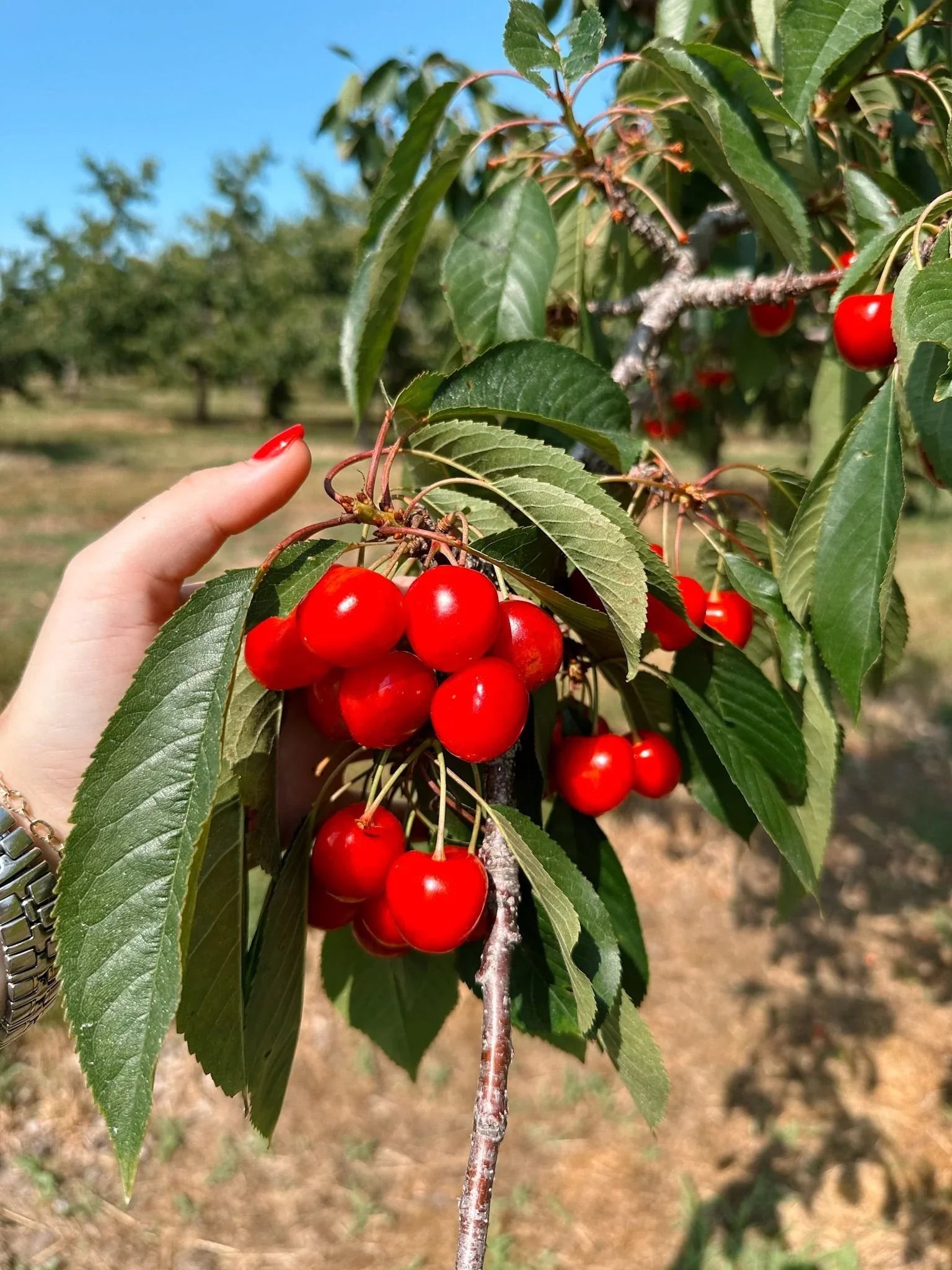 Caroline’s Northern Michigan Favorites